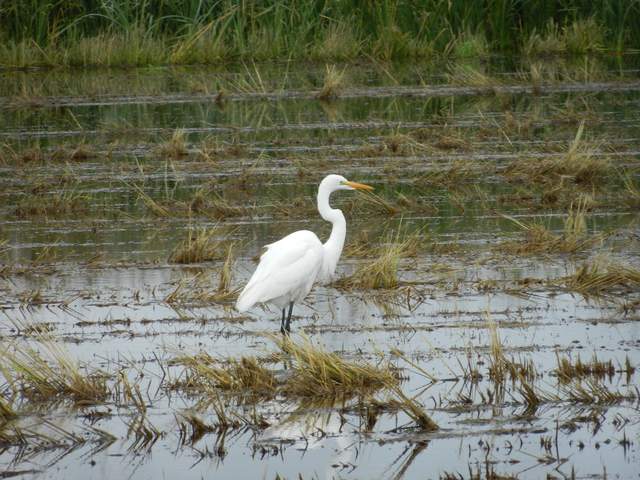 Great white egret in fallow rice paddy