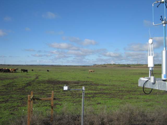Cows getting fed on the pasture