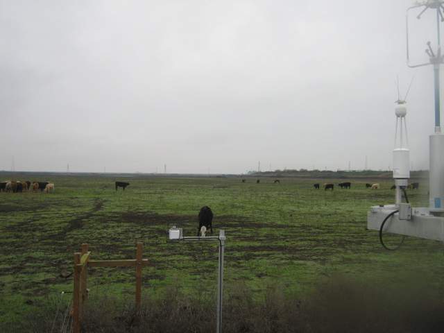 Cows on the pasture
