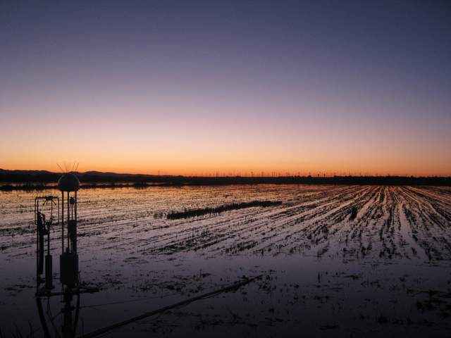 Pretty sunset without clouds over the rice paddy