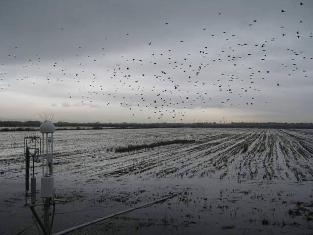 A flock of birds and overcast skies over the rice paddy