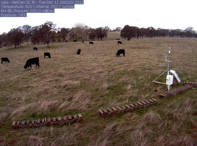 Cows