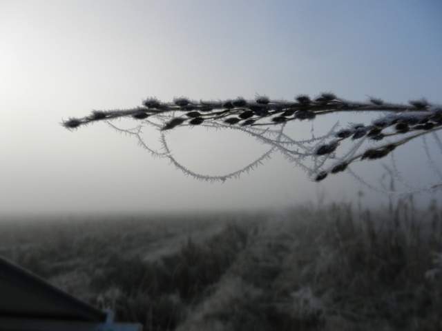 Icy spider webs on dead grass