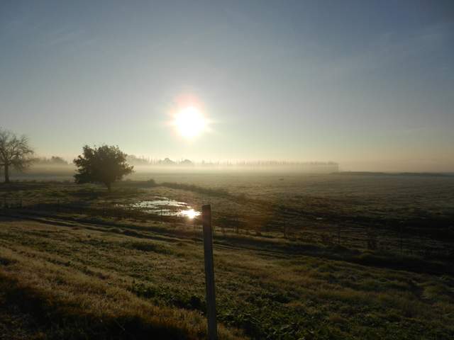 Tule fog in the Delta