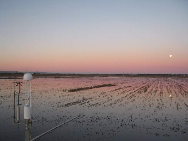 Moon at dawn
