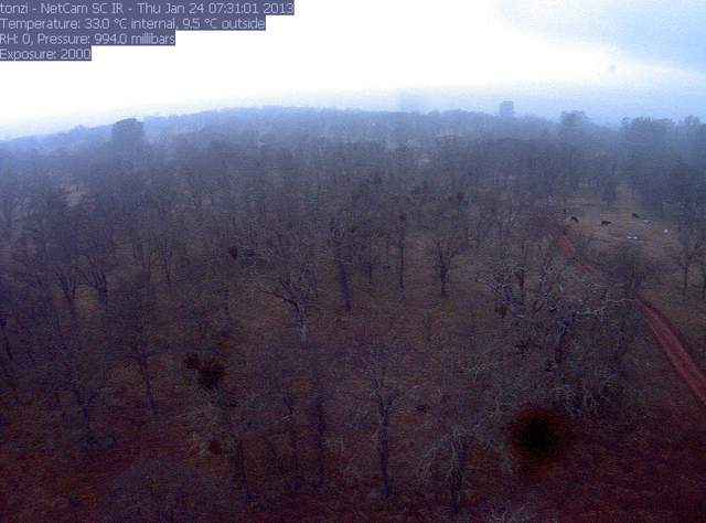 Cows near soil co2 fence and fog