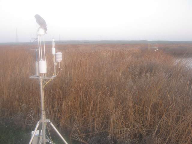 Hawk on 7700