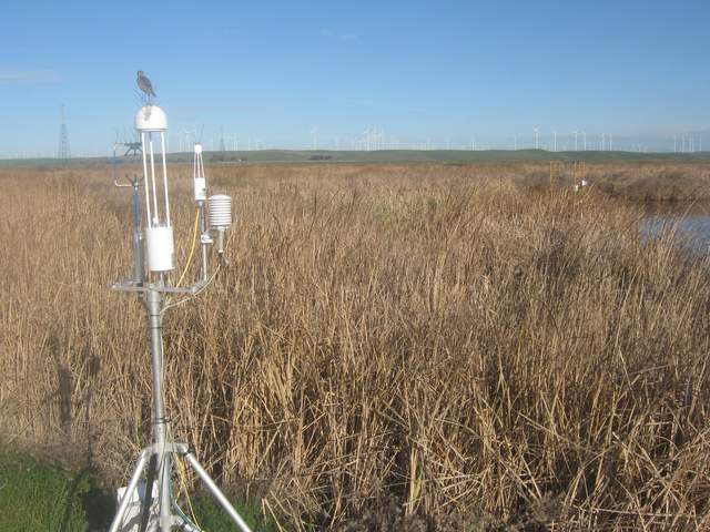 Meadow lark on 7700