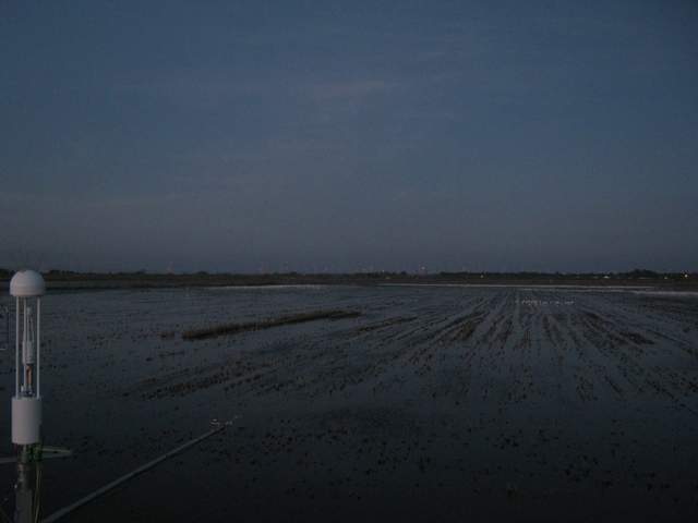 Snow geese