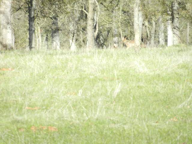 Coyote running off