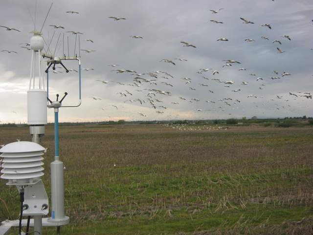 Geese