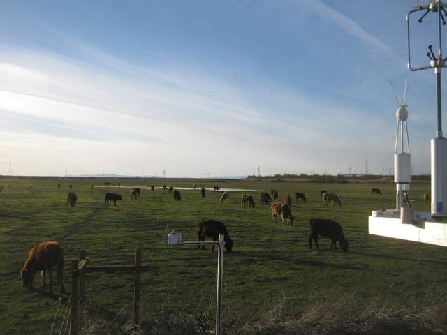 Cows and flood up