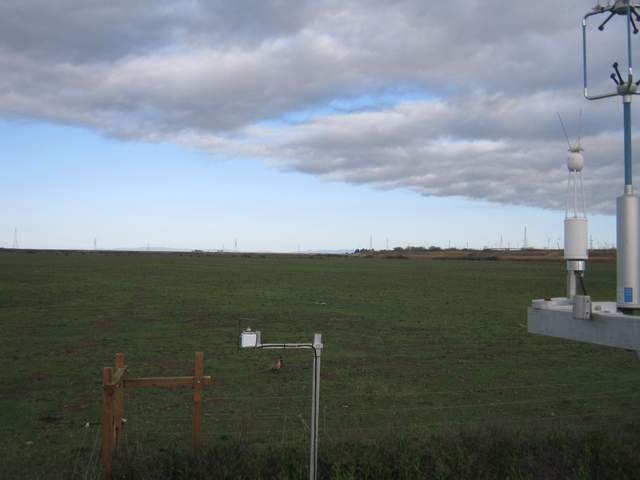 Ring necked phesant