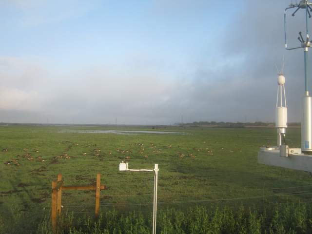 Geese
