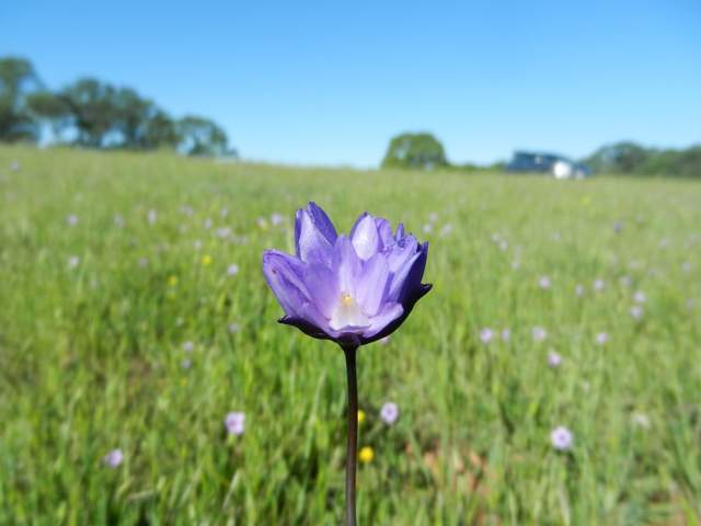 Purple flower at Vaira