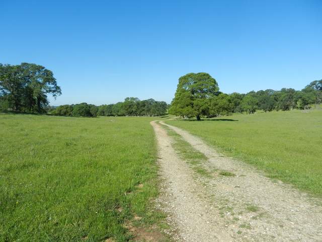 Dirt road with green trees and grass