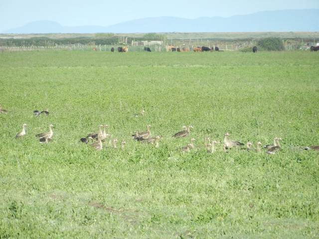 Greater white fronted geese in green field