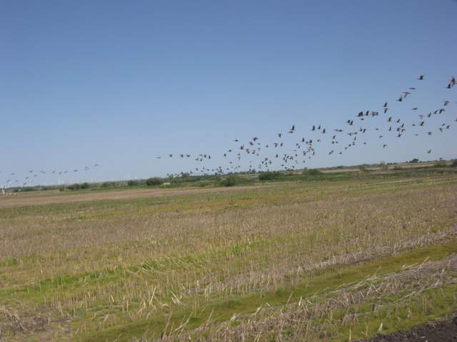 Geese