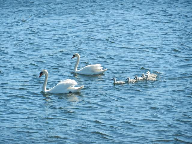 Non-native Mute swans at Mayberry