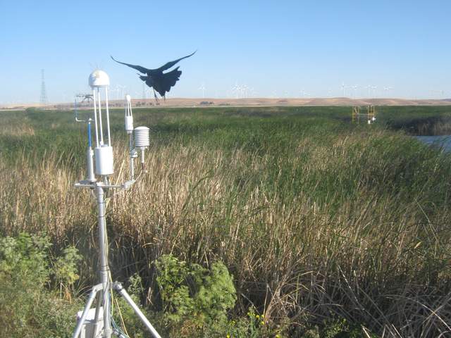 Crow or grackle coming in for a landing