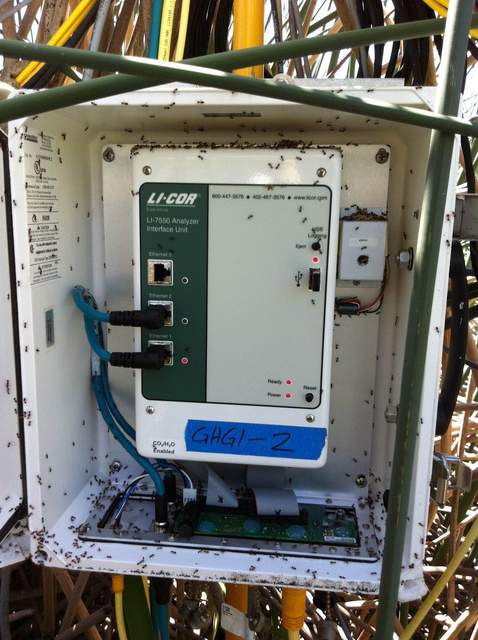 Ants in the Li7550 box