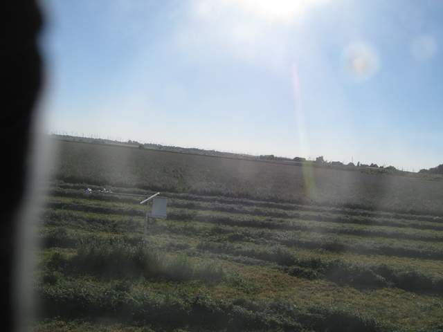 Mowing alfalfa