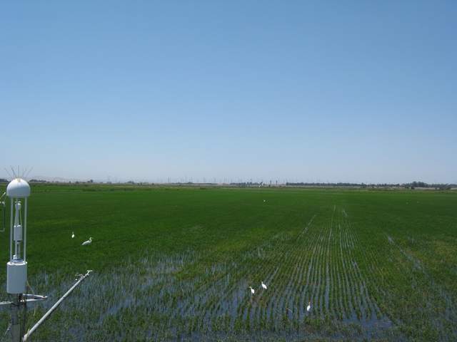 Egrets