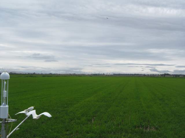 Egrets on radiation boom