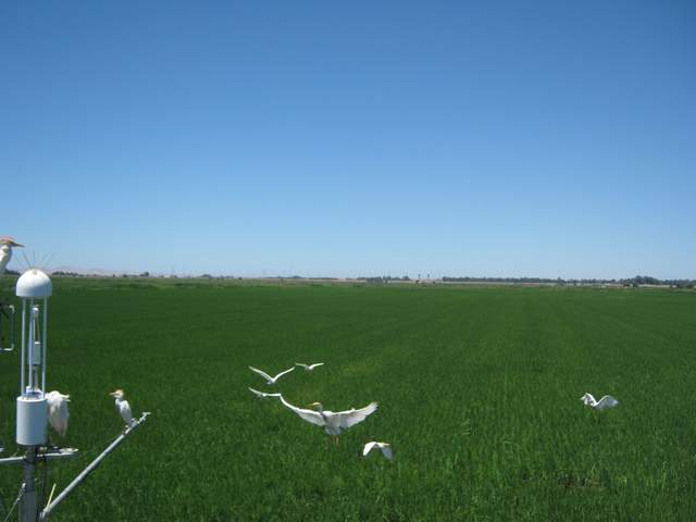 Egrets everywhere