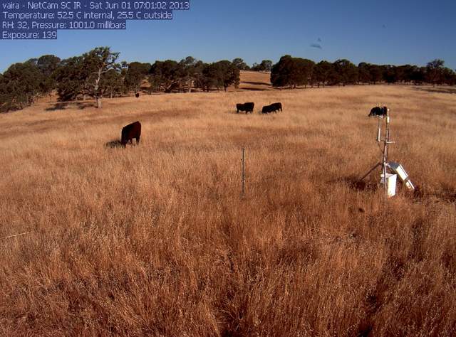 Cows