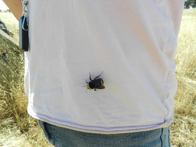 Bumble bee on Siyan