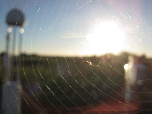 Spider web