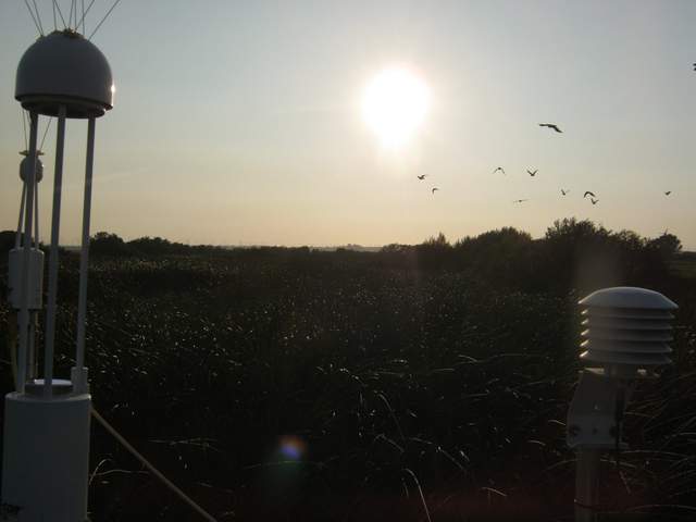 Flock of birds