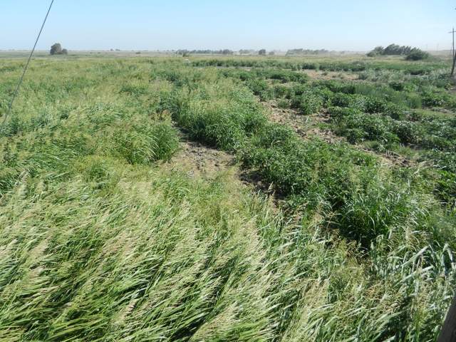 Weeds in the fallow corn field