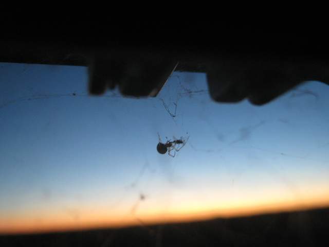 Spider