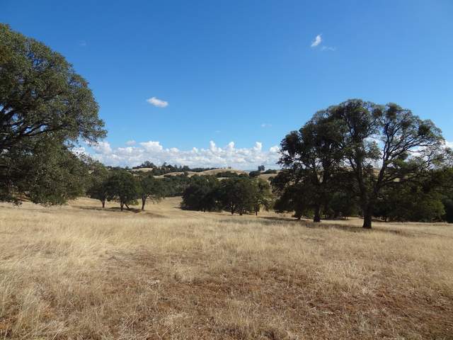Dry grass and green trees
