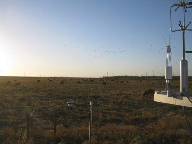 Cows and birds
