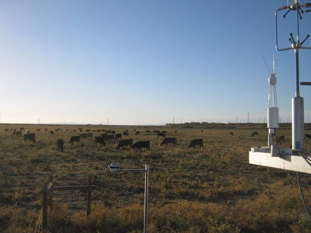 Cows