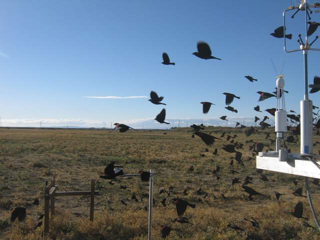 Black birds
