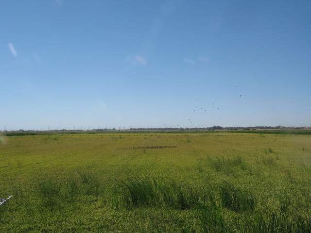 Black bird swarm