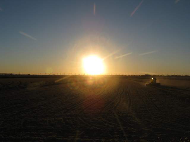 chopping rice straw