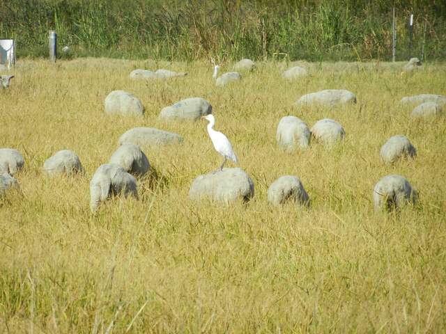 Probably a young Great Egret perched on a sheep