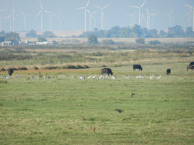 Cows, sand hill cranes, black birds and wind turbines