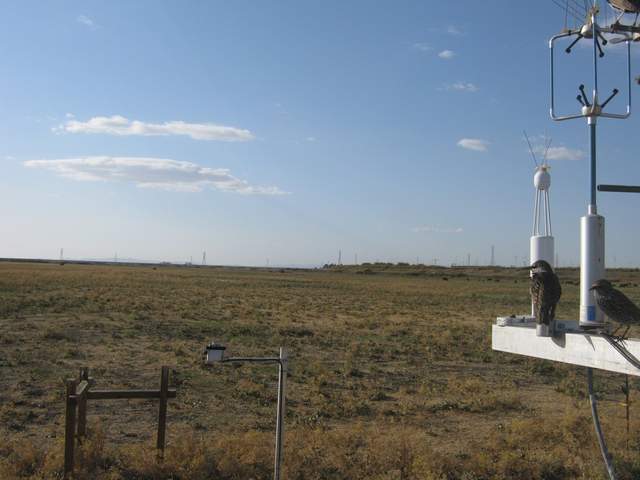Birds on tower