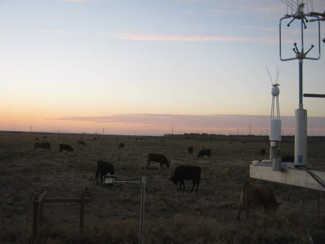 Cows