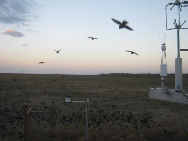 Flock of birds