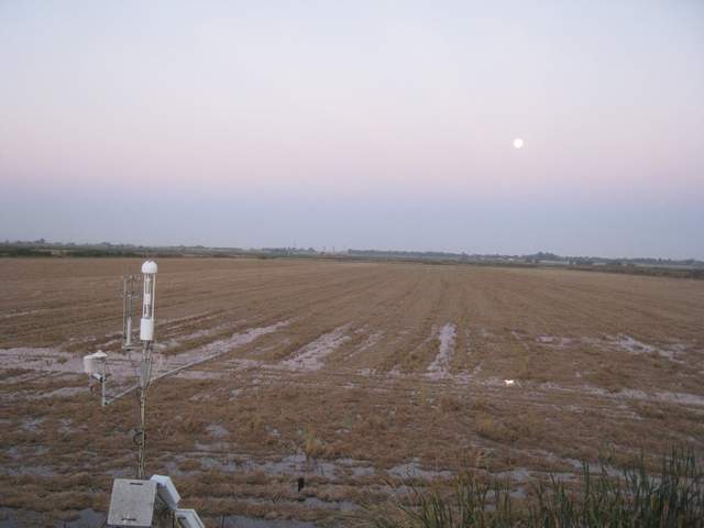 Moon at dawn