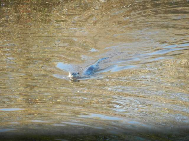 River otter swiming
