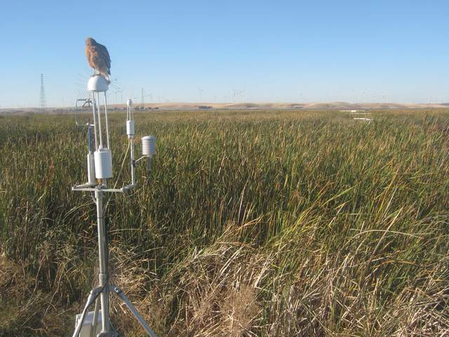 Hawk on 7700