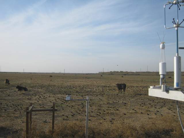 Cows and birds